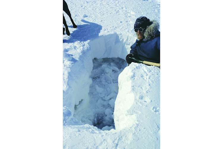 Digging out an abandoned ringed seal birth lair illustrates the protection provided by a layer of hard wind-blown snow