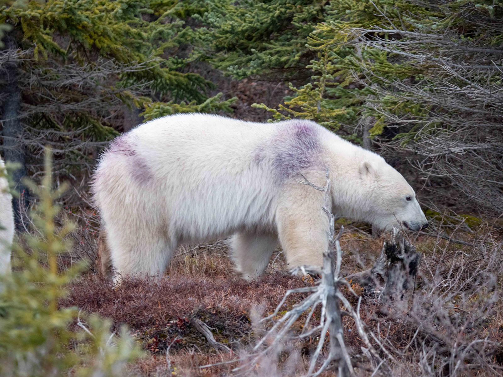 A polar bear with blueberry juice on its fur