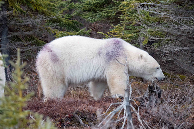 A polar bear with blueberry juice on its fur