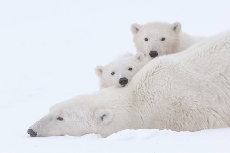 Polar Bears & the Changing Arctic | Polar Bears International