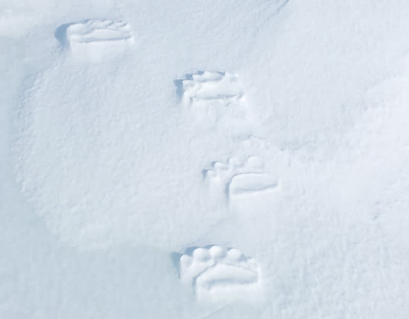 Polar bear tracks in snow