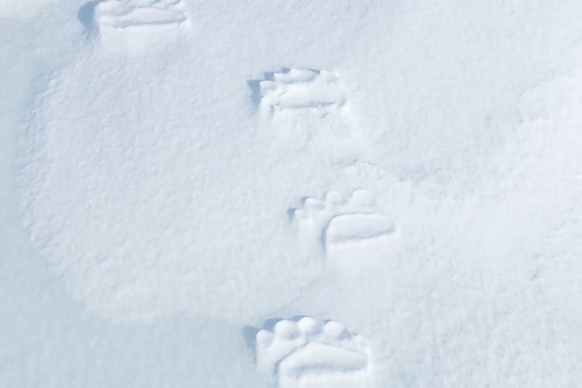Polar bear tracks in snow