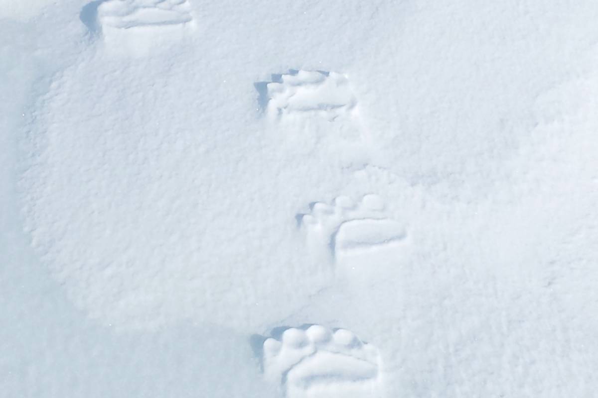 Polar bear tracks in snow
