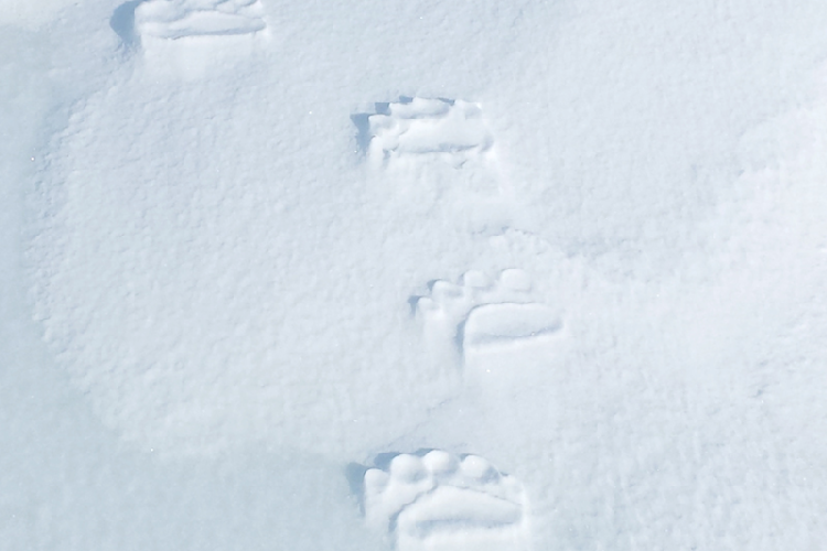 Polar bear tracks in snow