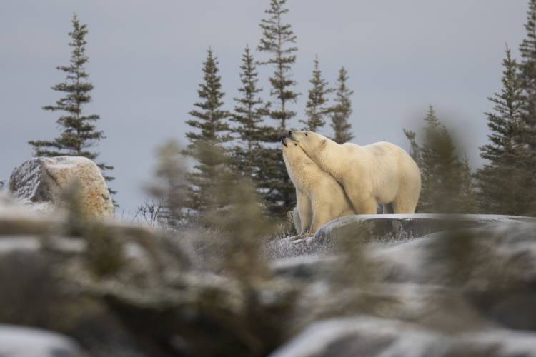 A polar bear mom and cub on the tundra