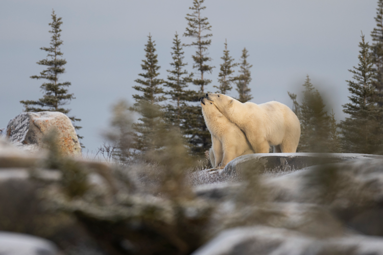 A polar bear mom and cub on the tundra