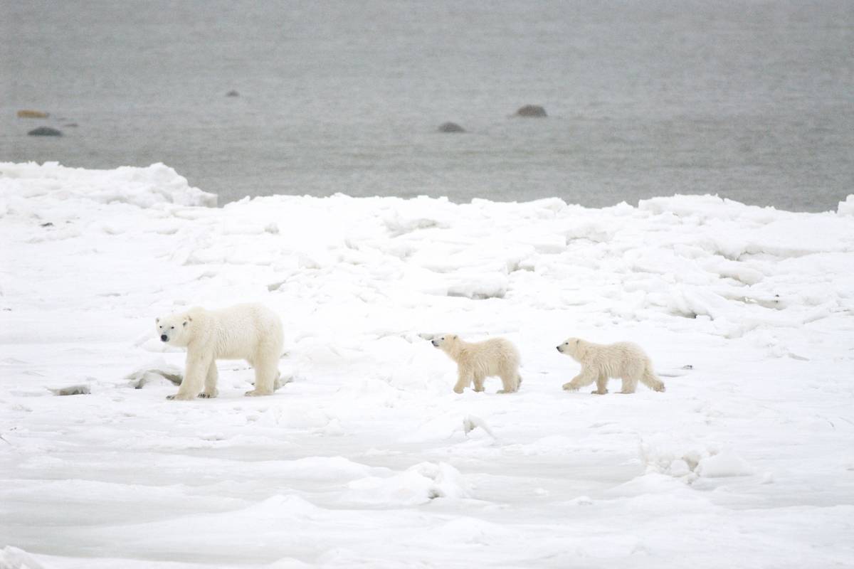 Moms and 2 Cubs walking