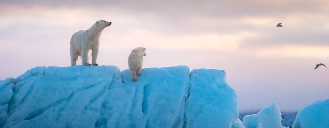 A mother polar bear and her cub walk along the shoreline, with a glacier in the background