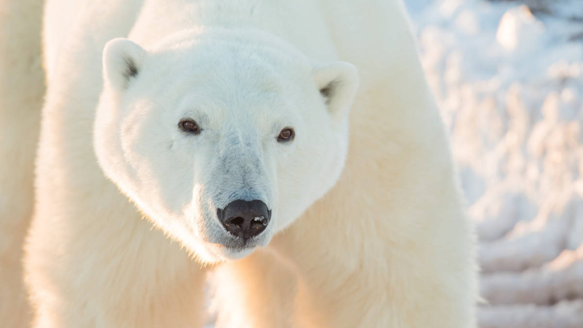 Close-up of a large male polar bear