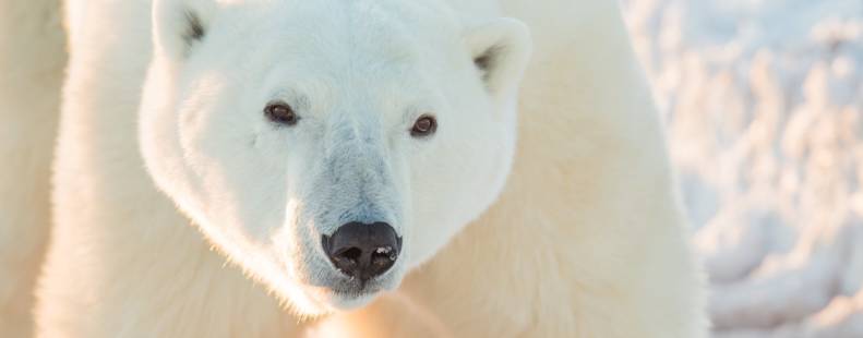 Close-up of a large male polar bear