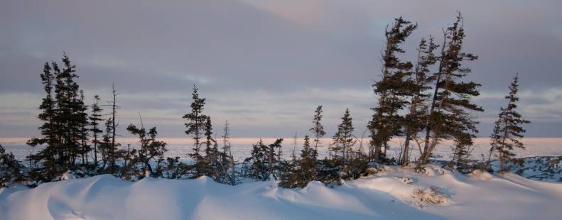 Trees in a snow drift in Churchill