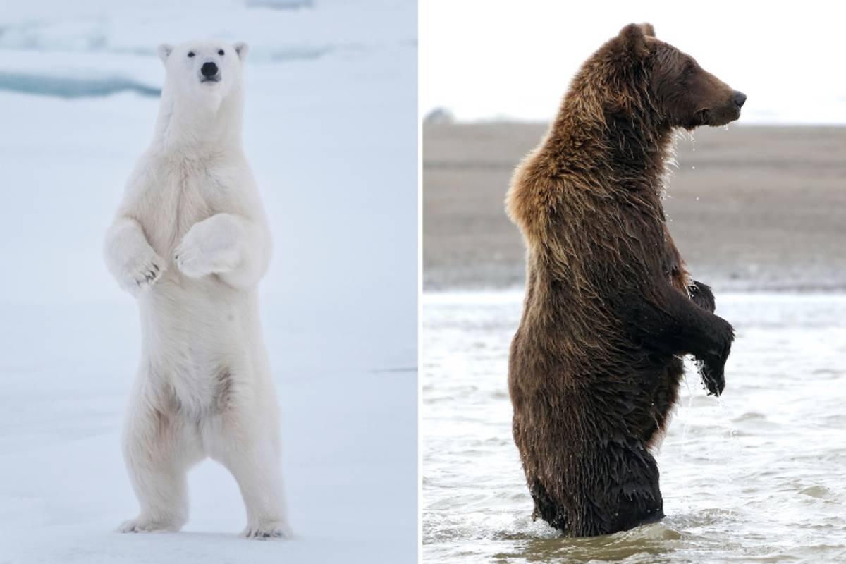 Polar bear photo on left, grizzly bear photo on right