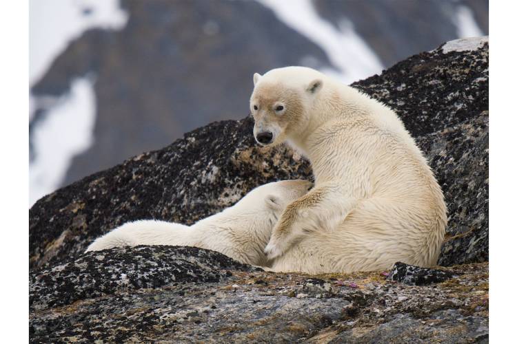 A mother polar bear nursing her cub on land in Svalbard