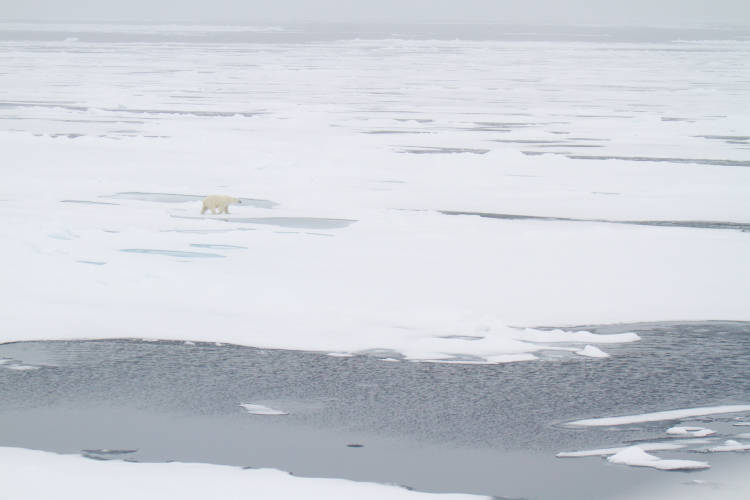 Polar Bear walking on open arctic sea ice