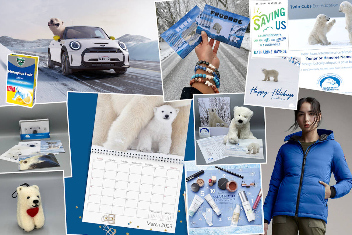 Adopt a Polar Bear  Symbolic Adoptions from WWF