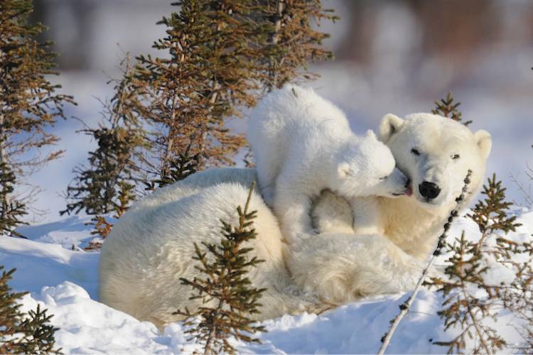 Cub climbs over mama bear to give her a kiss