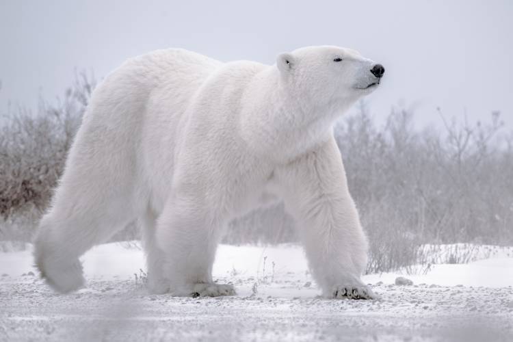 A large polar bear walks across a white landscape