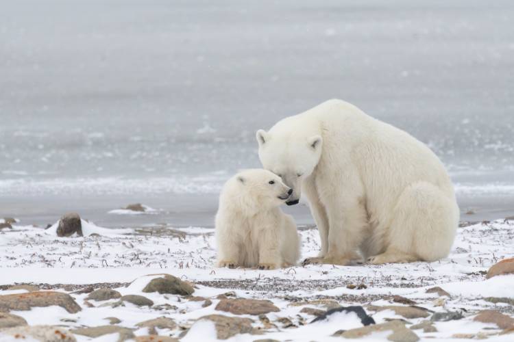 A polar bear mom and cub share a tender moment on the tundra