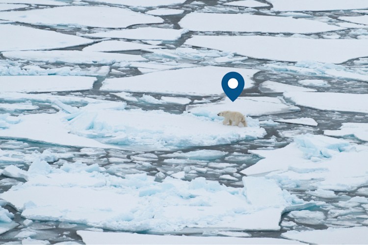 Geographical pin located over ice with bear image