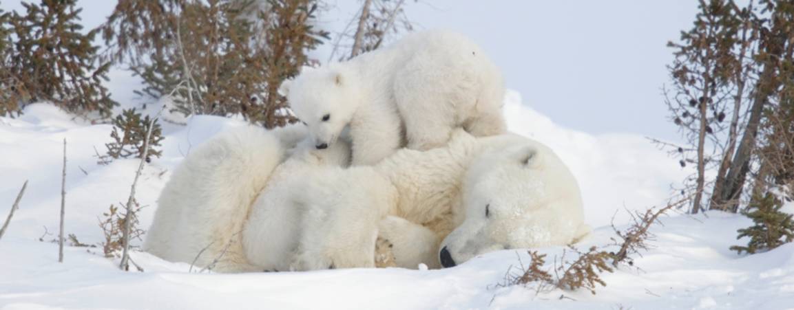 Mother bear and her cubs