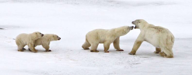 Polar Bear Mom and Twin Cubs Fight Male 