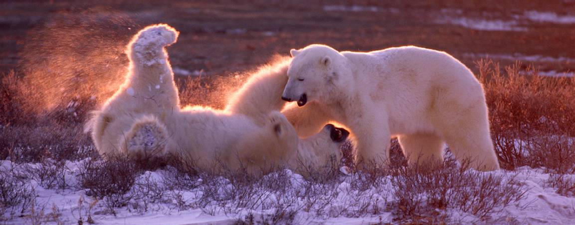 Two bears sparring
