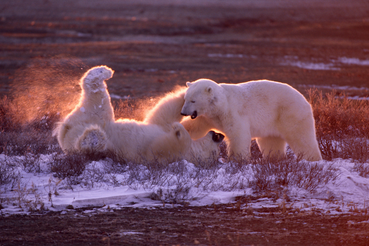 Two bears sparring