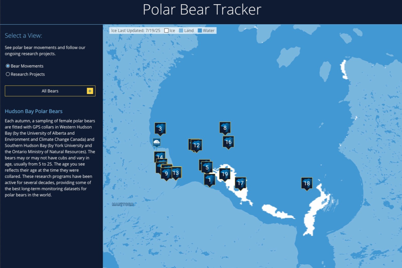 Screenshot of the current locations of the polar bears being tracked on the Hudson Bay