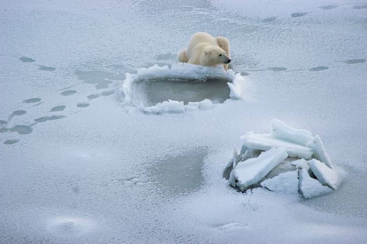 polar bear waiting by a hole in the ice for a seal