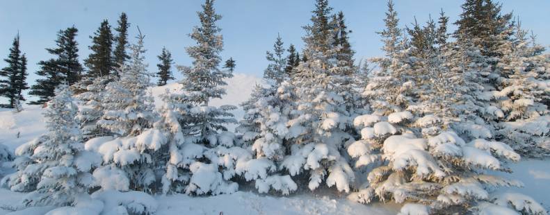Snowy trees in Churchill 