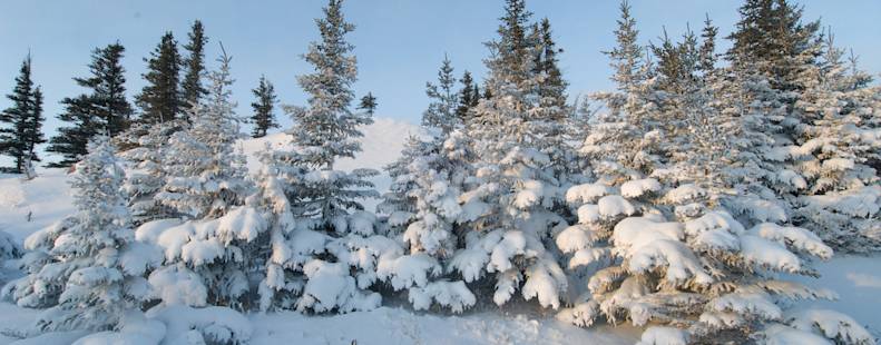 Snowy trees in Churchill