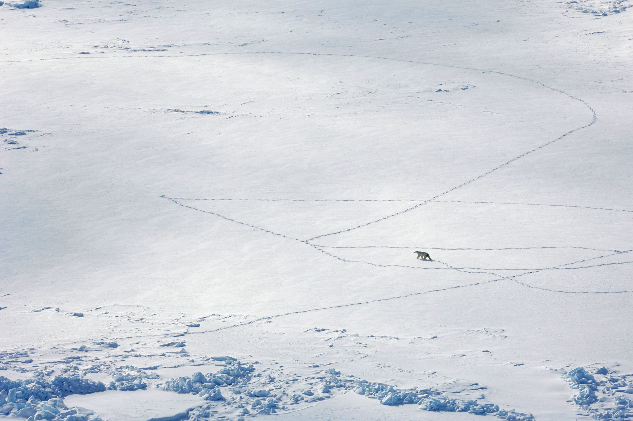 Bear and bear tracks on sea ice