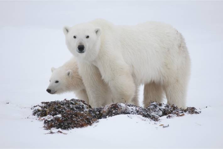 A mother polar bear staring at the camera with her cub beside her on land