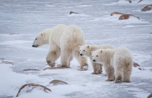 Western Hudson Bay Polar Bears