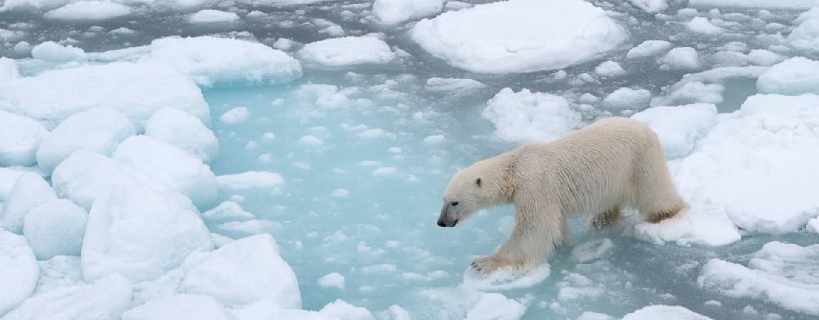 Bear on sea ice