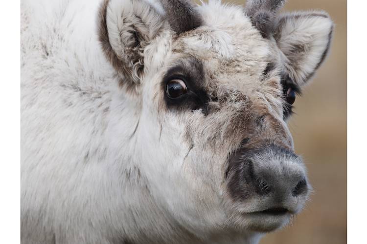 Close up of a reindeer in Svalbard