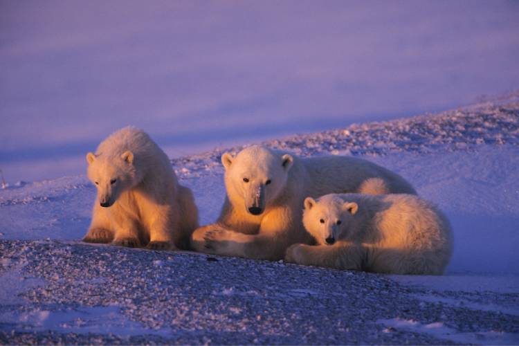 Mother bear laying down with her two cubs