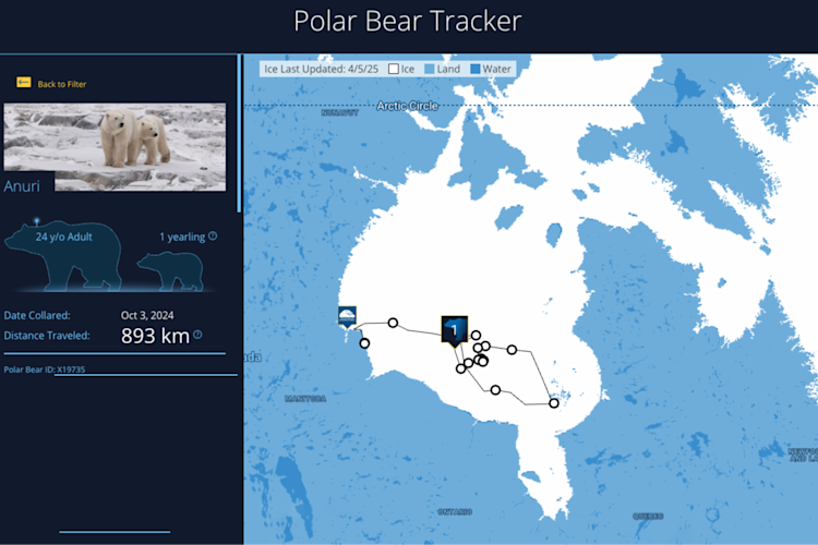 A screenshot of Anuri's path on Hudson Bay on the PBI Bear Tracker from April 2025