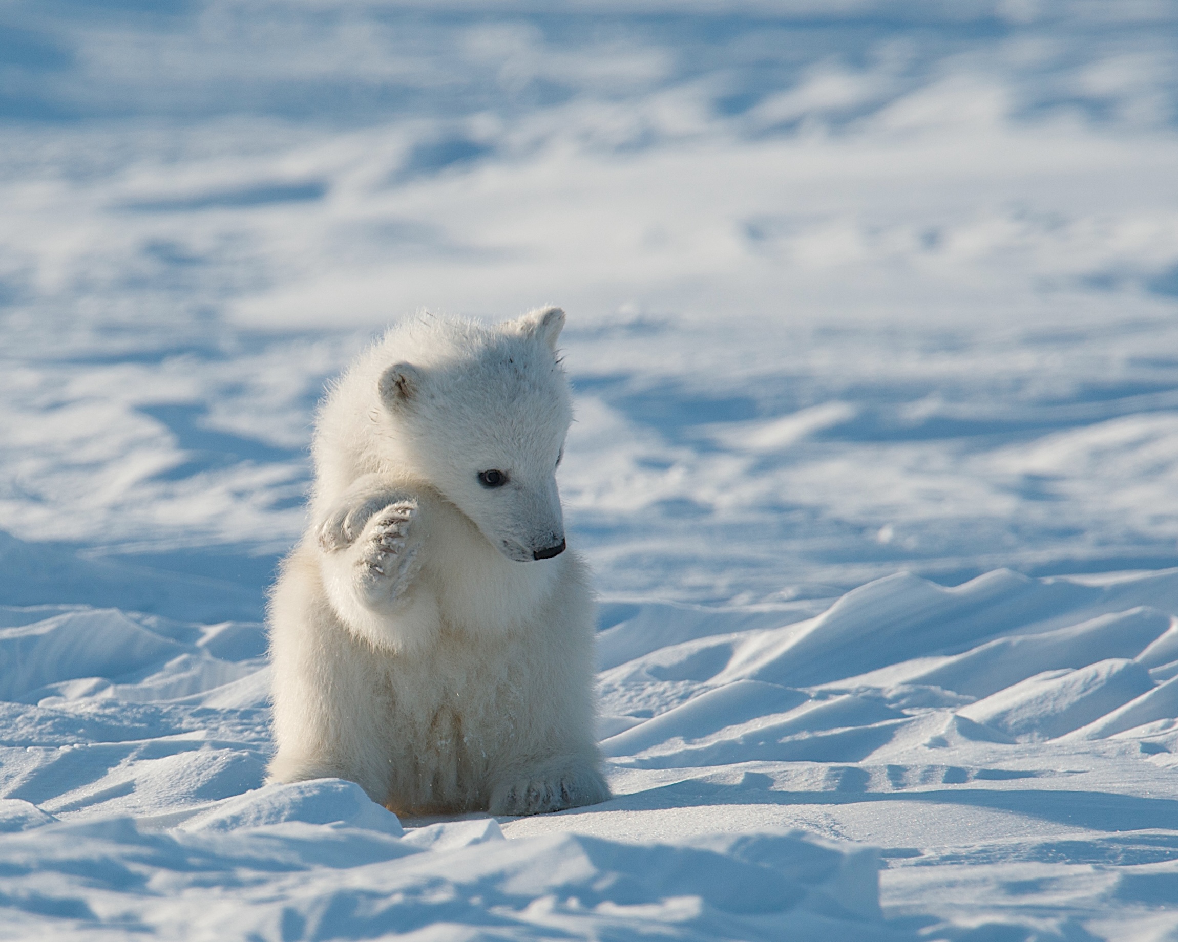 Young COY (Cub-of-the-Year) Holding its hands