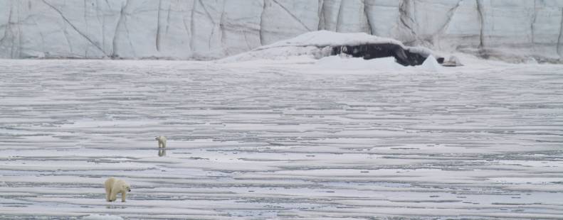 Polar Bears Walking on Broken Sea Ice in Svalbard