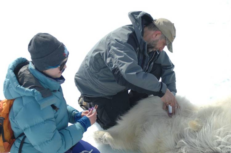 Dr. Andrew Derocher takes a blood sample from a tranquilized polar bear