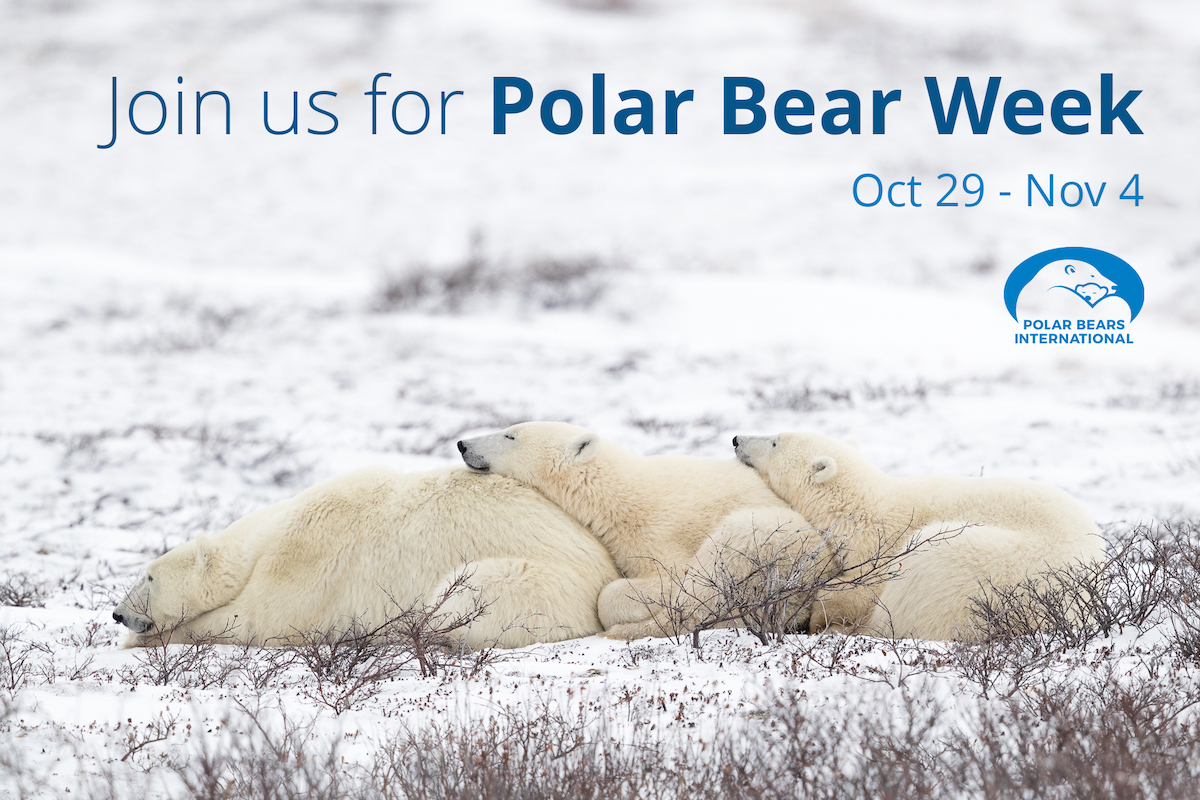 Polar Bear Week Toolkit Polar Bears International