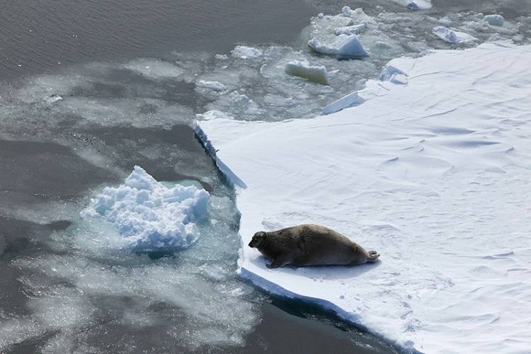 An adult bearded seal hauls out on the edge of an open lead