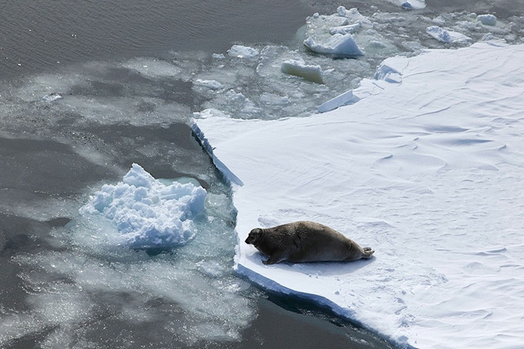 An adult bearded seal hauls out on the edge of an open lead