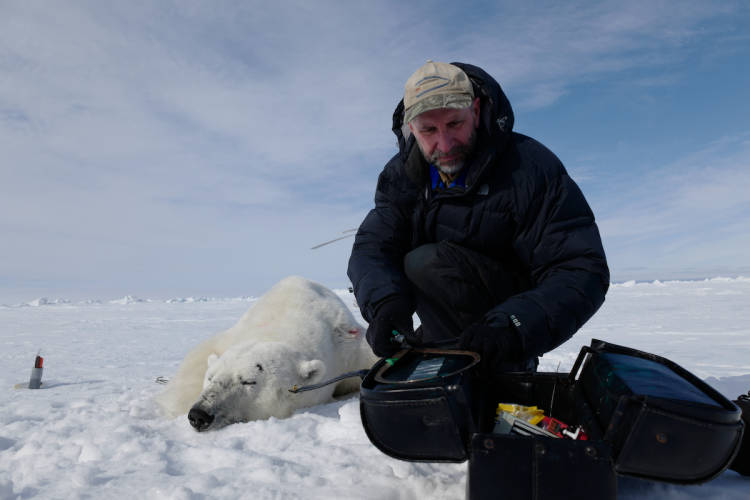 Dr. Andrew Derocher with an immobilized adult male polar bear