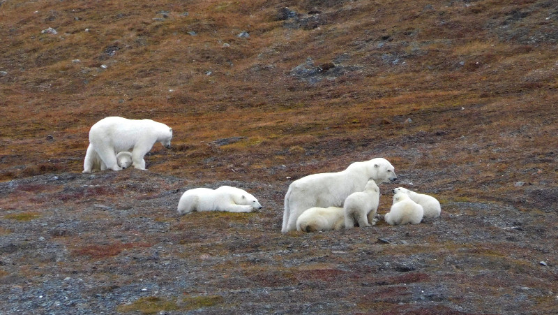 Two polar bear families rest on the autumn tundra on Wrangel Island.
