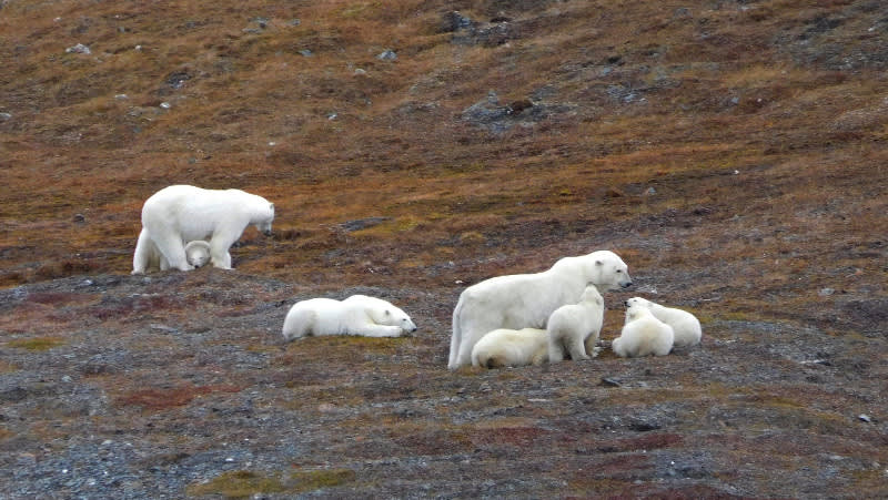 Polar Bears on Wrangel Island, Russia | Polar Bears International