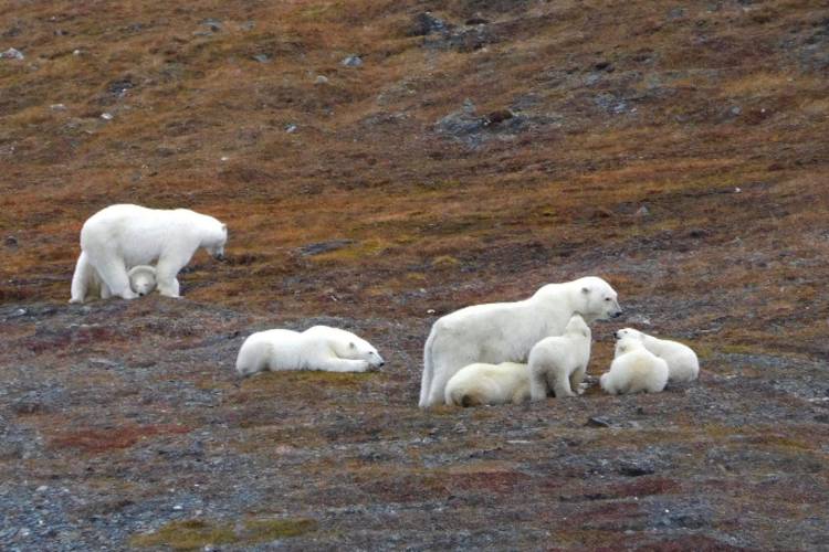 Two polar bear families rest on the autumn tundra on Wrangel Island.