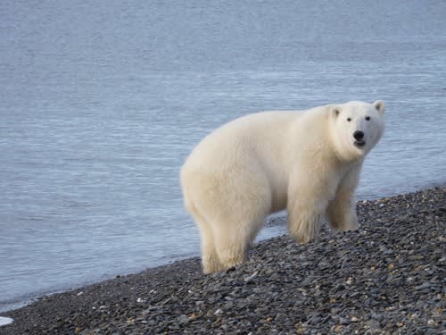A healthy polar bear on a Chukchi Sea beach