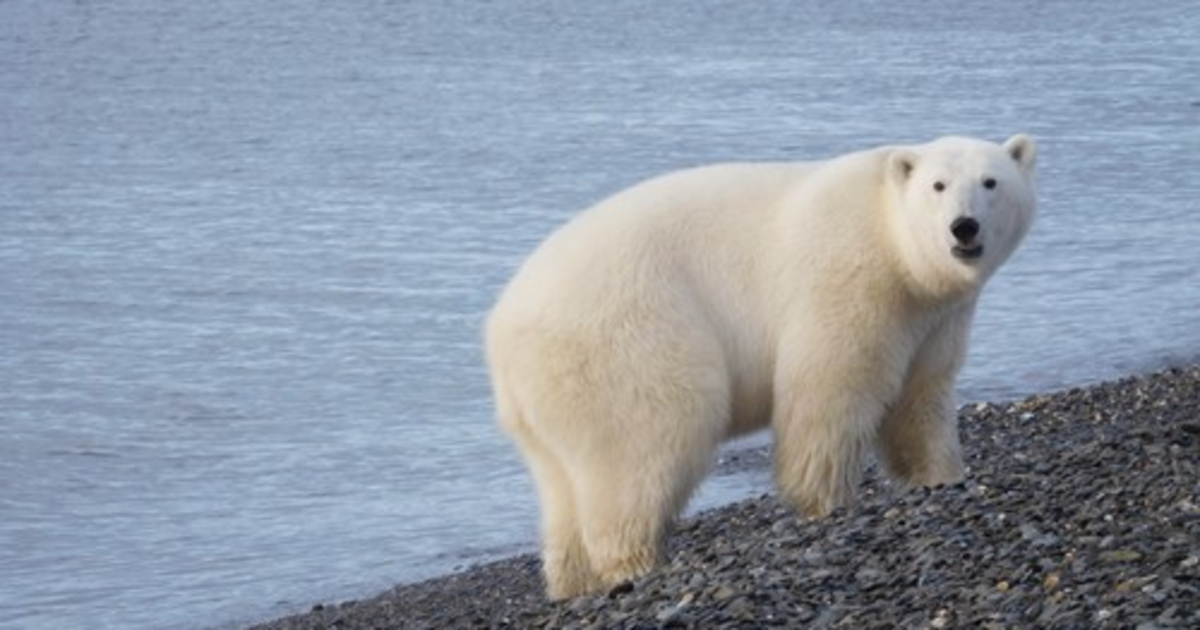 Converse polar bear cheap